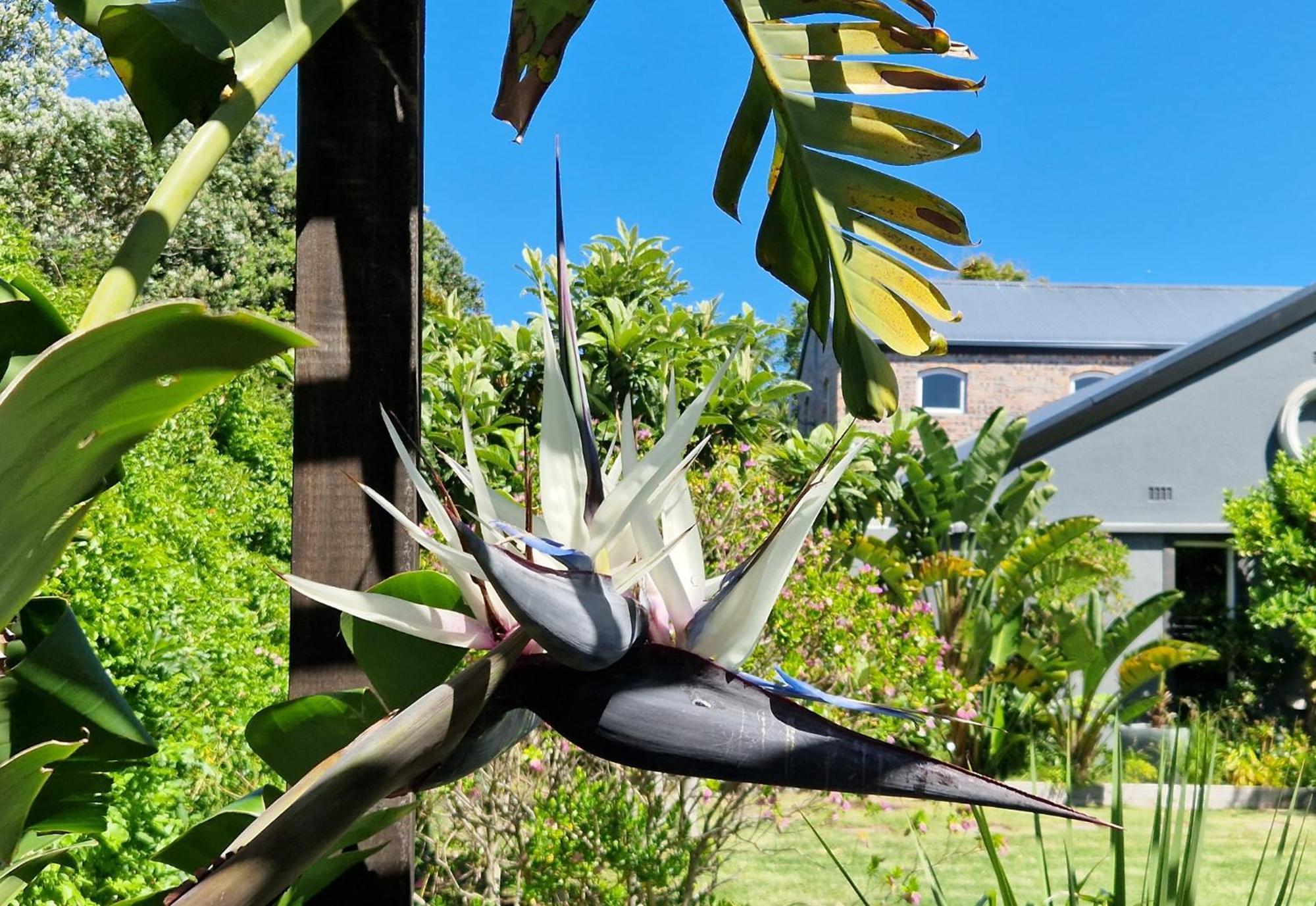 Clement One, A Villa For Family & Friends Cape Town Eksteriør bilde
